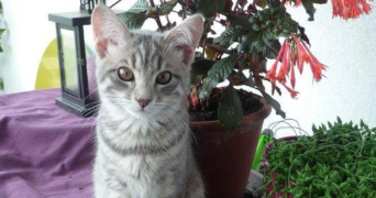 christelle pet sitter à LE PERREUX SUR MARNE 94170_2