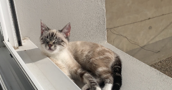 mathilde pet sitter à L ISLE D ABEAU 38080_0