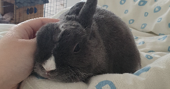 ambre pet sitter à POITIERS 86000_0