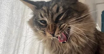 agathe cat sitter à SUCY EN BRIE 94370