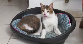 thierry pet sitter à Autoreille 70700