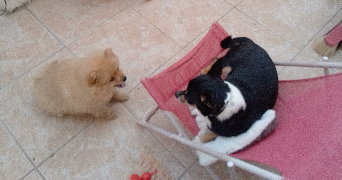 myriam pet sitter à GARDANNE 13120_14