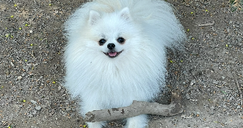 marjorie pet sitter à CALUIRE ET CUIRE 69300_3