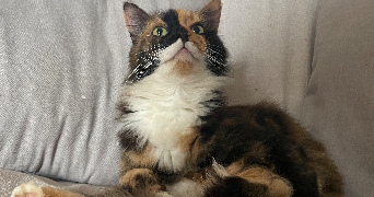 luuna pet sitter à ST ANDRE DE CHALENCON 43130_12