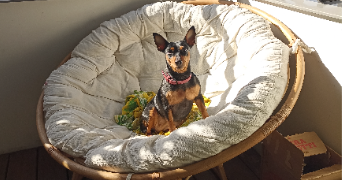 anaïs pet sitter à GAILLARD 74240_2