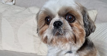 Sylviane pet sitter à Saint-Projet 46300_9