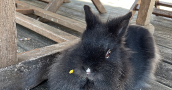 ambre pet sitter à MALAKOFF 92240_6
