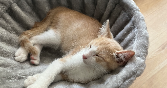 nell cat sitter à MONTPELLIER 34070_1