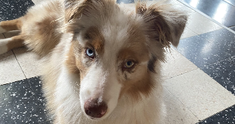 camille pet sitter à ST LEGER SUR ROANNE 42155_1