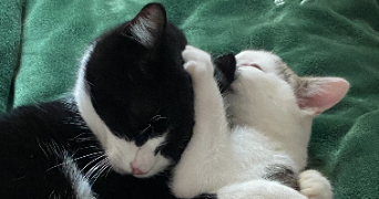 liz pet sitter à PLOUASNE 22830_1