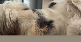 aurelie pet sitter à LOISON SOUS LENS 62218_3