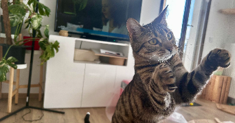 mathilde pet sitter à TRILPORT 77470_5