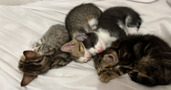 tasnim pet sitter à ROUBAIX 59100_3