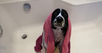 oïhana pet sitter à BLAGNAC 31700_1