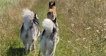 anne pet sitter à SALOUEL 80480_4