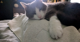Melanie pet sitter à Saint-Egrève 38120_8