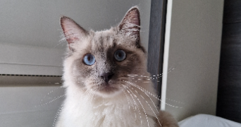 faustine pet sitter à BOULOGNE BILLANCOURT 92100_0