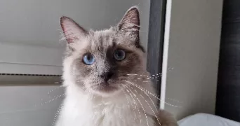 faustine pet sitter à BOULOGNE BILLANCOURT 92100
