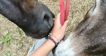 lénaïs pet sitter à ROANNE 42300_4