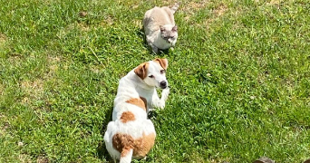 manon pet sitter à LOMBRON 72450_3