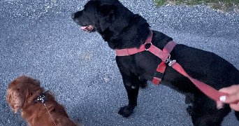 ambre pet sitter à BORDEAUX 33100_2