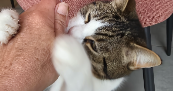 pascale pet sitter à DELLE 90100_3