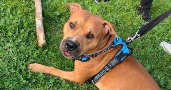 margot pet sitter à BEAUVAIS 60000_6