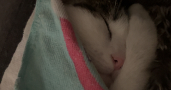 tiphaine pet sitter à PALAISEAU 91120_3