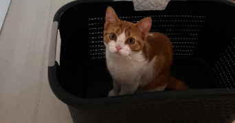 manon pet sitter à NIMES 30000_7