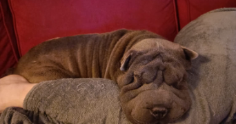 clothildra pet sitter à ST OUEN DE THOUBERVILLE 27310_1