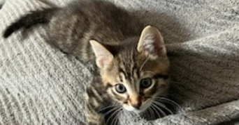 maël pet sitter à REIMS 51100_3