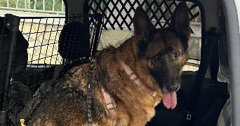 vanessa pet sitter à MARSEILLE 06 13006_1