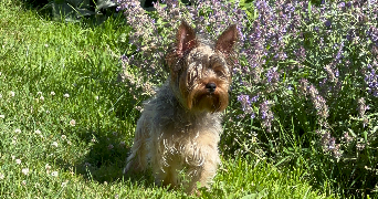 stacy pet sitter à LANDERNEAU 29800_1