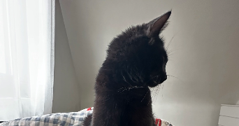 nisa cat sitter à HERRLISHEIM 67850_0