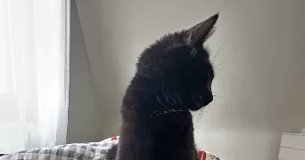 nisa cat sitter à HERRLISHEIM 67850