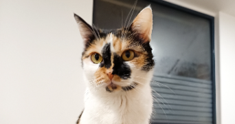 claire pet sitter à ST GRATIEN 80260_2