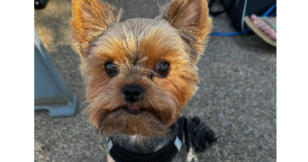 solène pet sitter à STRASBOURG 67000_1