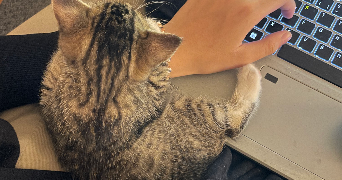 margot cat sitter à PARIS 16 75016_4