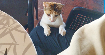 sabrina pet sitter à NOISY LE GRAND 93160_3