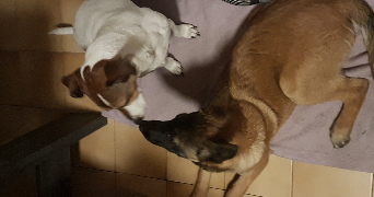 maeva pet sitter à Lyon 69005_4