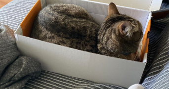 carolaim pet sitter à CHAVAGNE 35310_4