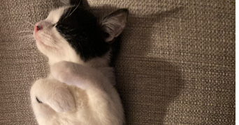 margot pet sitter à FONTENAY SOUS BOIS 94120_4