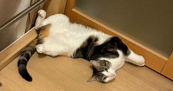 pauline pet sitter à LILLE 59000_2