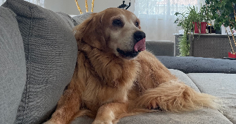flavie pet sitter à PERPIGNAN 66000_2