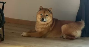 angelique pet sitter à VILLEFARGEAU 89240