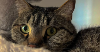 manon pet sitter à LEGUEVIN 31490_2