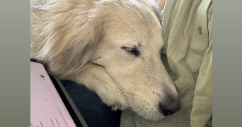 camille pet sitter à BORDEAUX 33000_2