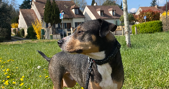 jessica pet sitter à HOUDAN 78550_3