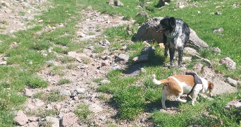 tallia pet sitter à LE NOYER 05500_1