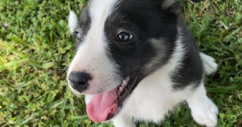 audrey pet sitter à LOUVIE JUZON 64260_2